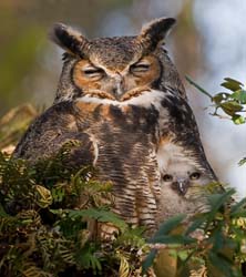 Great Horned Owl Photo