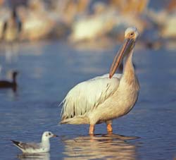 Great White Pelican Photo