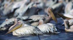 Great White Pelican Photo