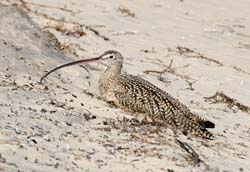 Long-billed Curlew Photo