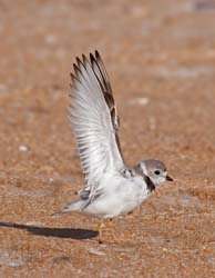Piping Plover Photo