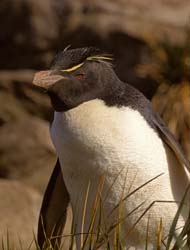 Rockhopper Penguin Photo