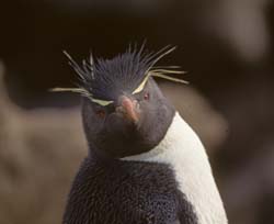Rockhopper Penguin Photo