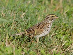 Savannah Sparrow Photo