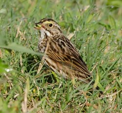 Savannah Sparrow Photo