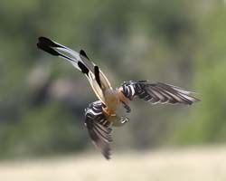 Scissor-tailed Flycatcher