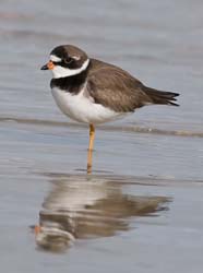 Semipalmated Plover Photo