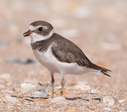 Semipalmated Plover Photo