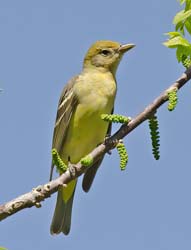 Western Tanager Photo