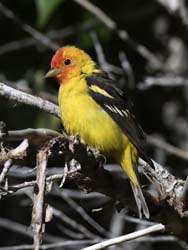 Western Tanager Photo