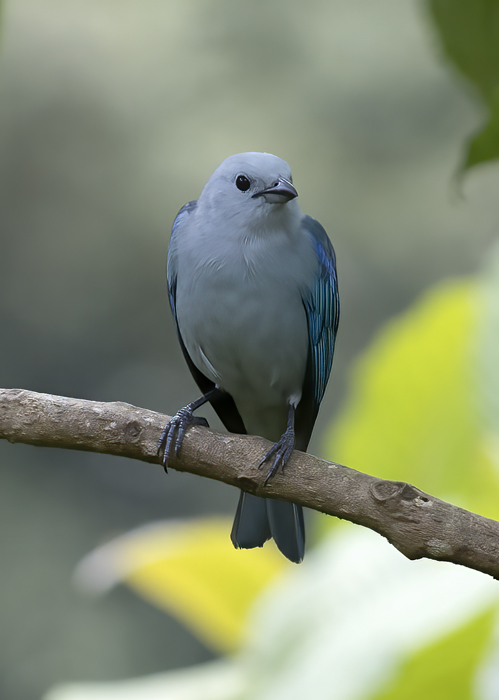 Blue-gray_Tanager_18_Costa_Rica_001