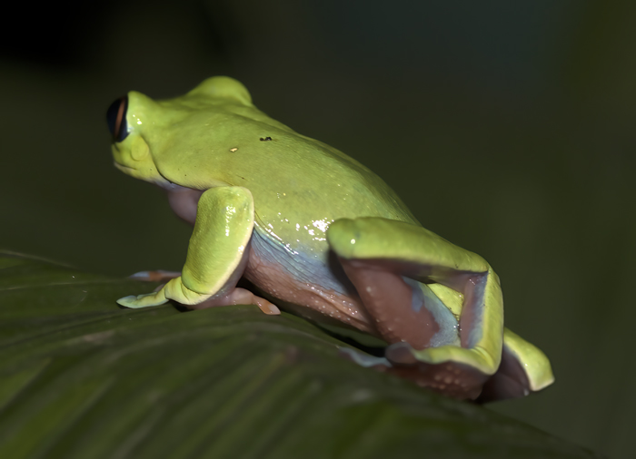 Blue-sided_Leaf_Frog_18_Costa_Rica_002