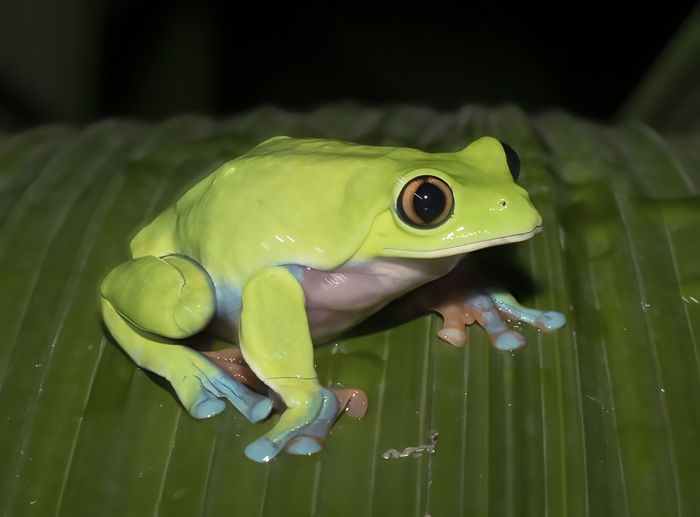 Blue-sided_Leaf_Frog_18_Costa_Rica_006