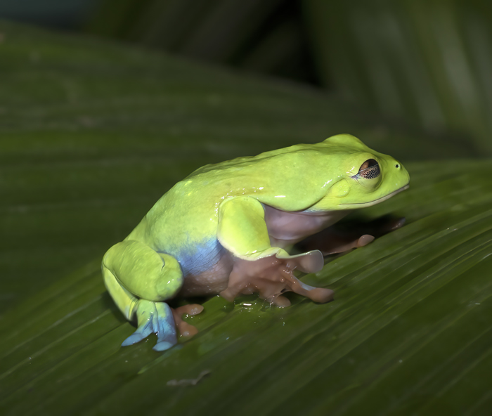 Blue-sided_Leaf_Frog_18_Costa_Rica_010