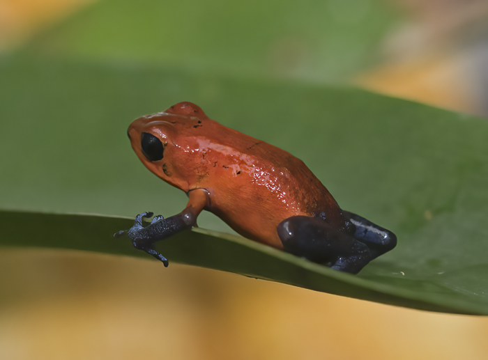 Blue_Jeans_Poison_Dart_Frog_18_Costa_Rica_010
