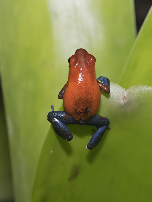 Blue_Jeans_Poison_Dart_Frog_18_Costa_Rica_013