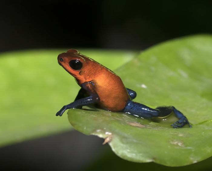 Blue_Jeans_Poison_Dart_Frog_18_Costa_Rica_014