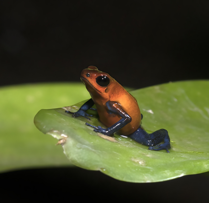 Blue_Jeans_Poison_Dart_Frog_18_Costa_Rica_022