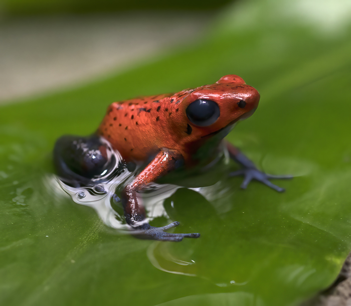 Blue_Jeans_Poison_Dart_Frog_18_Costa_Rica_034