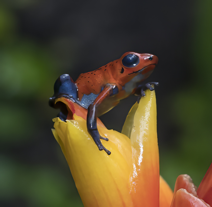 Blue_Jeans_Poison_Dart_Frog_18_Costa_Rica_039