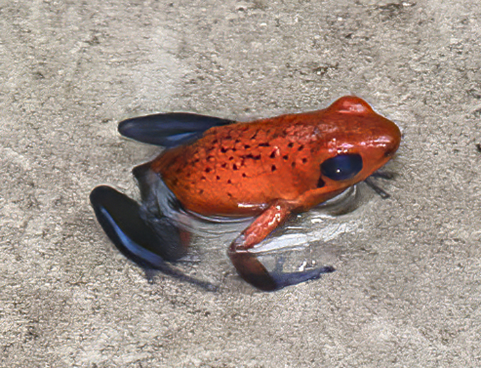 Blue_Jeans_Poison_Dart_Frog_18_Costa_Rica_040