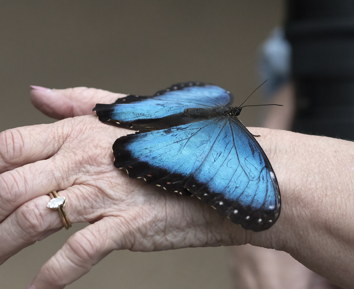 Blue_Morpho_Butterfly_18_Costa_Rica_002