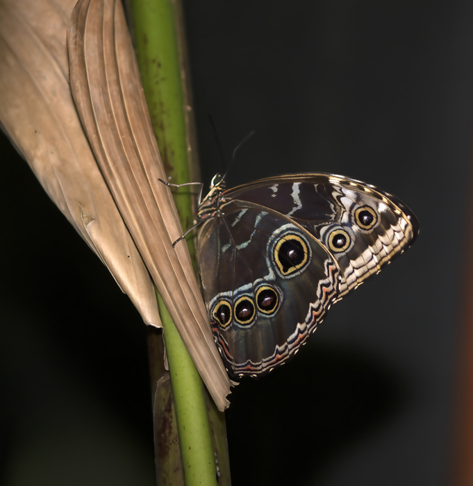Blue_Morpho_Butterfly_18_Costa_Rica_004