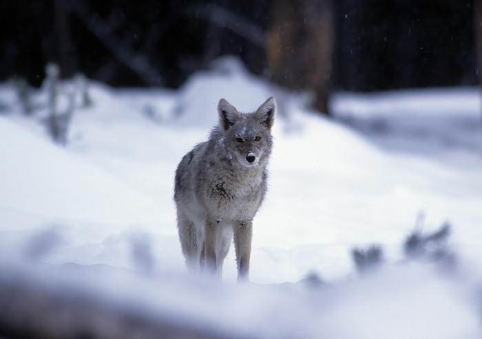 Coyote_98_WY_005