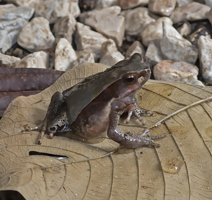 Dry_Litter_Toad_18_Costa_Rica_002