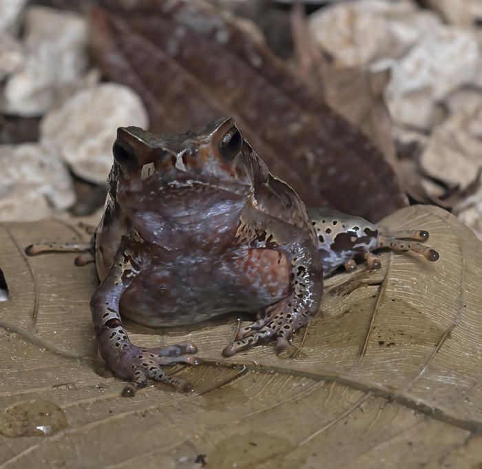 Dry_Litter_Toad_18_Costa_Rica_003
