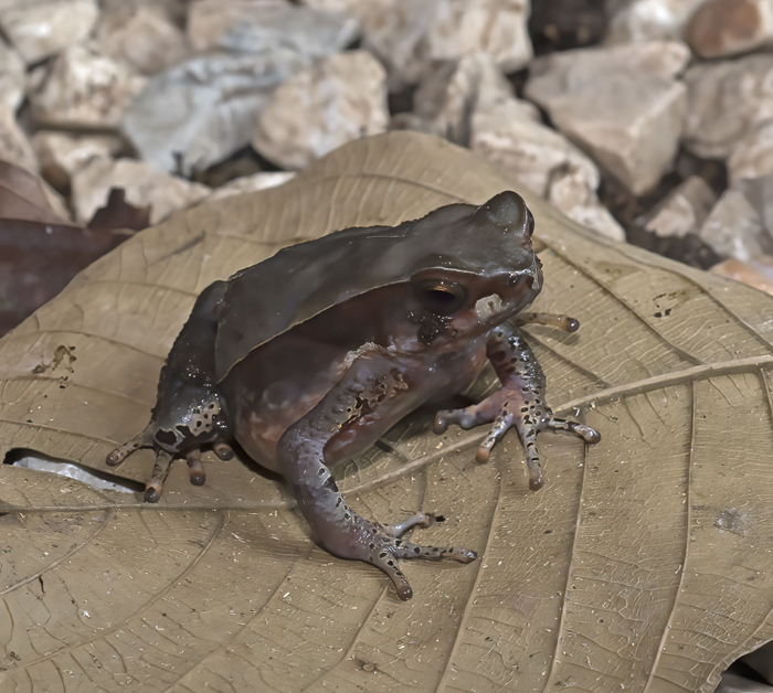 Dry_Litter_Toad_18_Costa_Rica_008