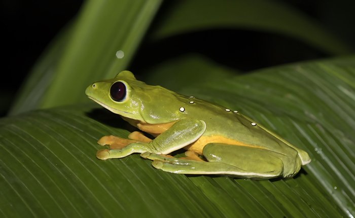 Flying_Leaf_Frog_18_Costa_Rica_006