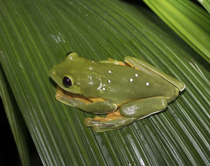 Flying_Leaf_Frog_18_Costa_Rica_010