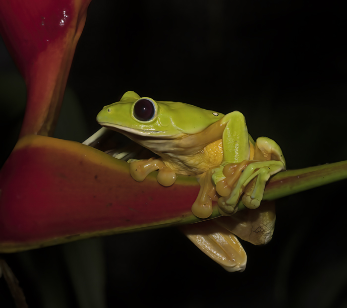 Flying_Leaf_Frog_18_Costa_Rica_015