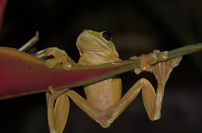 Flying_Leaf_Frog_18_Costa_Rica_020