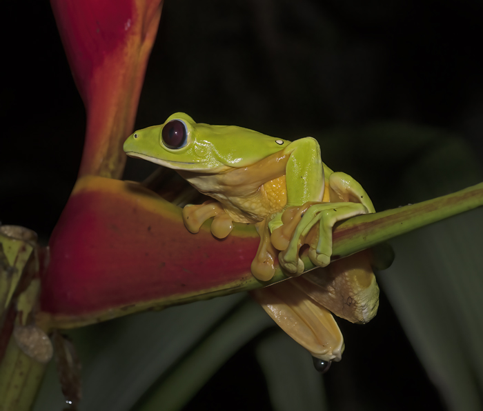 Flying_Leaf_Frog_18_Costa_Rica_026