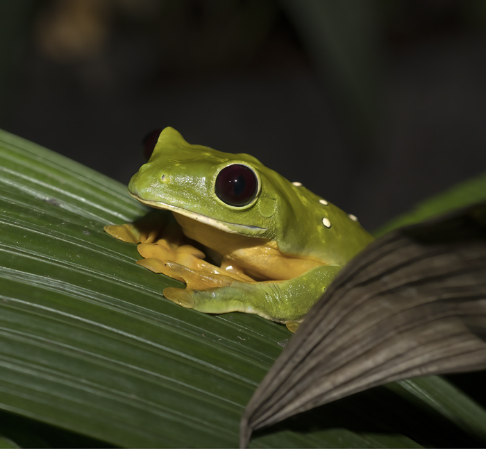Flying_Leaf_Frog_18_Costa_Rica_032