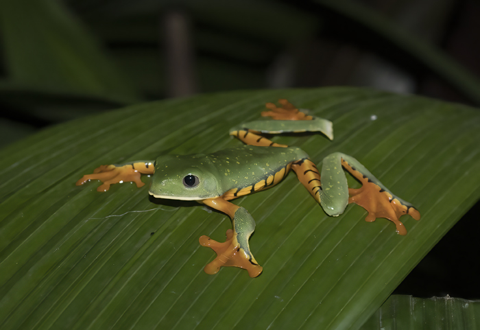 Golden-eyed_Leaf_Frog_18_Costa_Rica_002