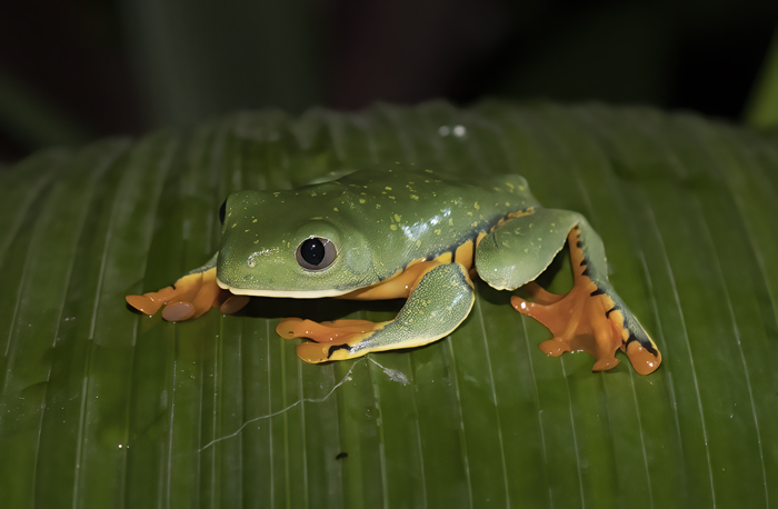 Golden-eyed_Leaf_Frog_18_Costa_Rica_003