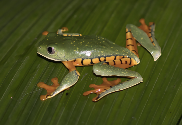 Golden-eyed_Leaf_Frog_18_Costa_Rica_012