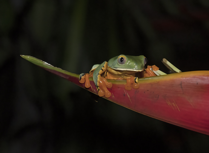 Golden-eyed_Leaf_Frog_18_Costa_Rica_014