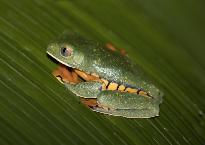 Golden-eyed_Leaf_Frog_18_Costa_Rica_019
