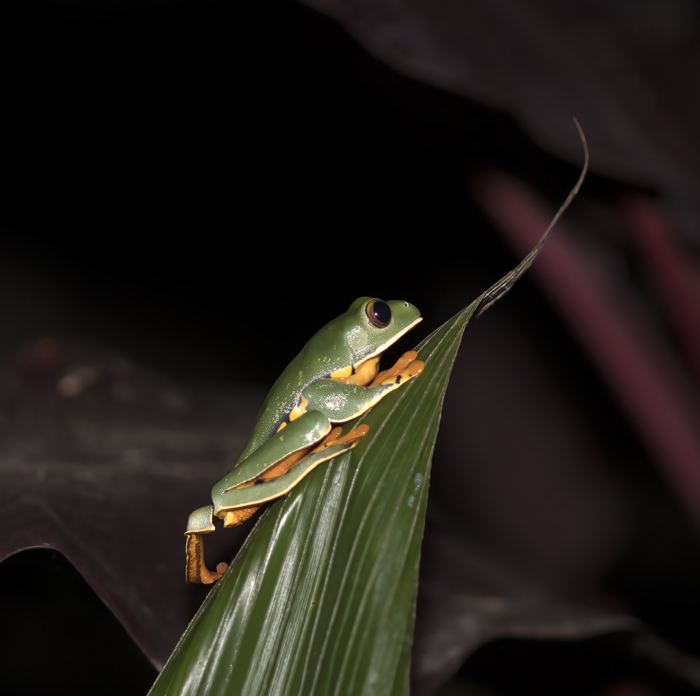 Golden-eyed_Leaf_Frog_18_Costa_Rica_021