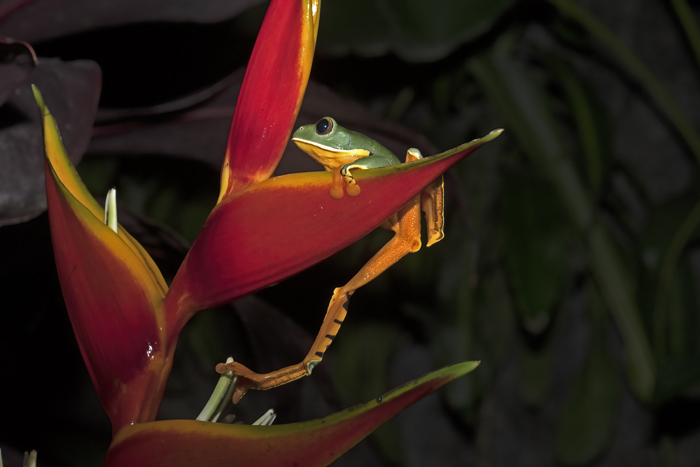 Golden-eyed_Leaf_Frog_18_Costa_Rica_024