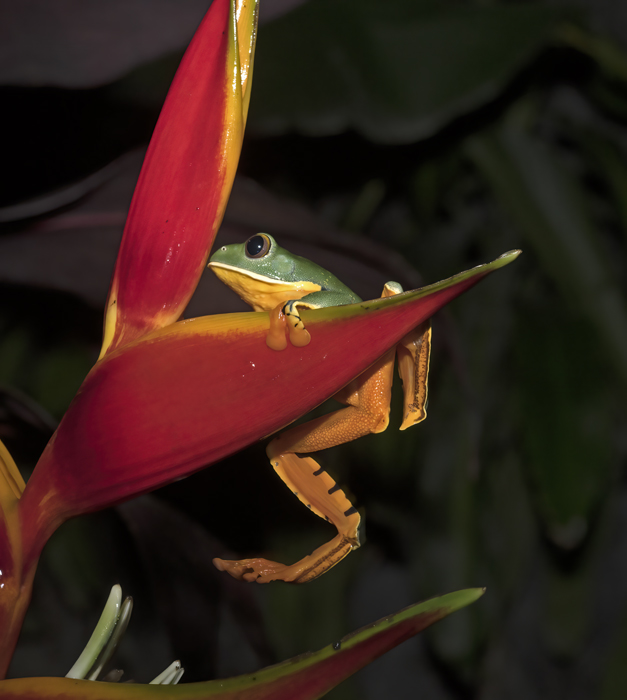 Golden-eyed_Leaf_Frog_18_Costa_Rica_026
