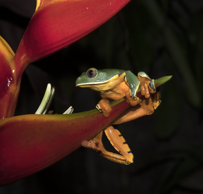 Golden-eyed_Leaf_Frog_18_Costa_Rica_030
