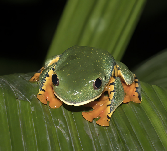 Golden-eyed_Leaf_Frog_18_Costa_Rica_032