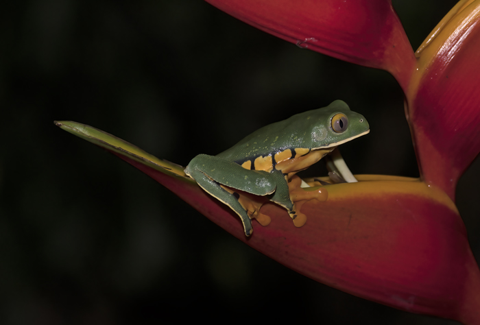 Golden-eyed_Leaf_Frog_18_Costa_Rica_033