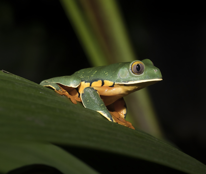 Golden-eyed_Leaf_Frog_18_Costa_Rica_034