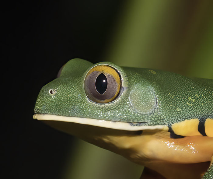 Golden-eyed_Leaf_Frog_18_Costa_Rica_034a